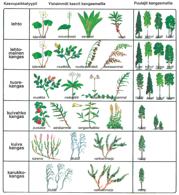 Kuva esittää kullekin metsän kasvupaikkatyypille tyypillisiä kasveja ja puulajeja